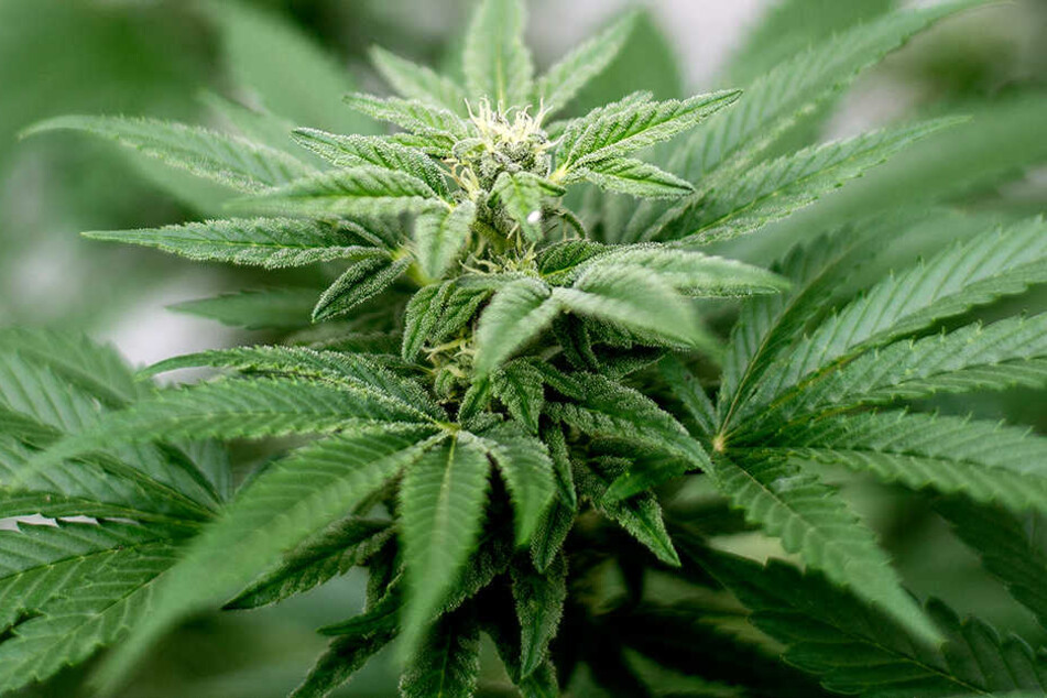 Der private Konsum und Anbau von Marihuana ist zukünftig in Südafrika legal.