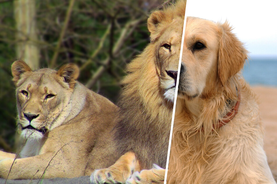 A Chinese zoo allegedly passed off a golden retriever as a lion to lure visitors (stock image).