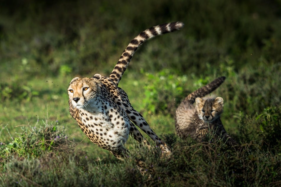 Cheetahs are majestic beasts with incredibly adorable kittens.