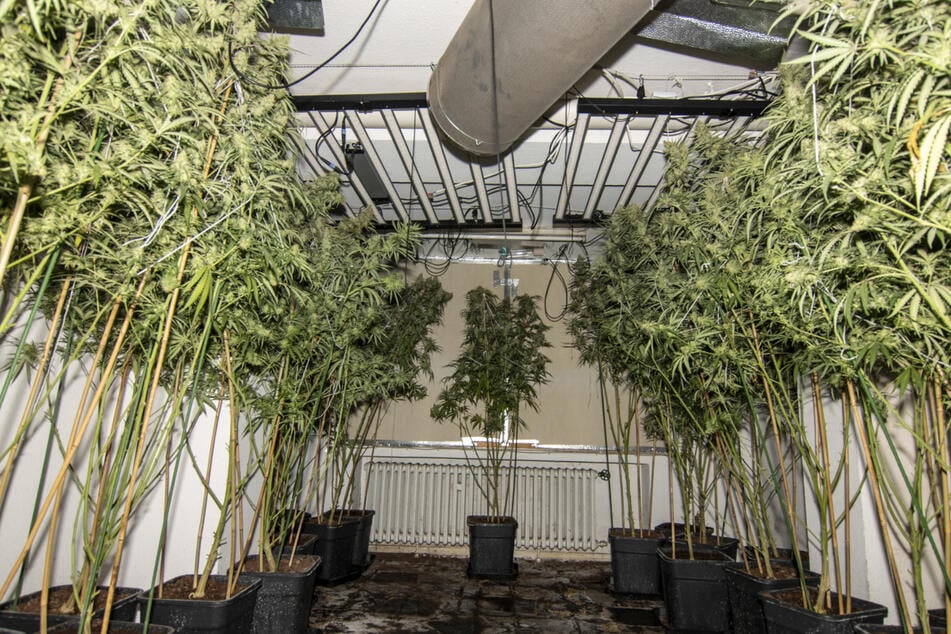 Alle vier Stockwerke des Mehrfamilienhauses waren mit Lüftungsanlagen und Beleuchtung ausgestattet, um dort professionell Cannabis anbauen zu können.
