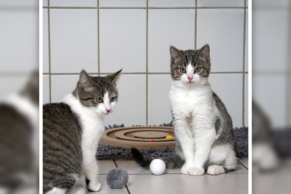 Katzenmädchen Bibi und Tina warten im Tierheim Burg auf ihre neuen Besitzer.