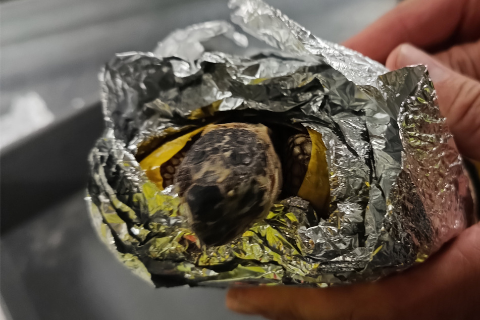 Eine der Schildkröten befand sich eingewickelt in Klebeband und Alufolie im Gepäck.