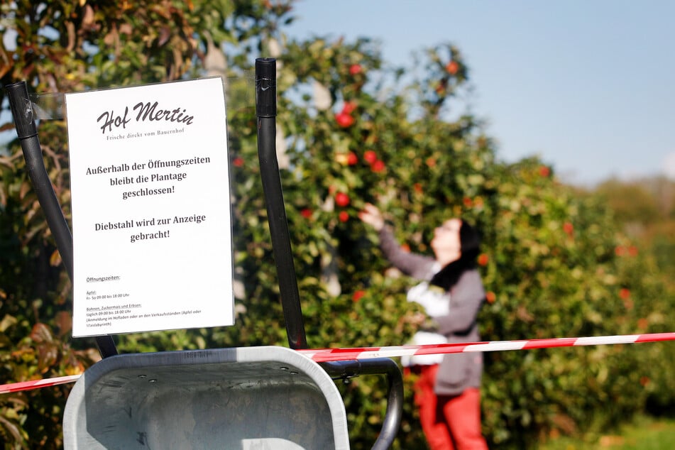 Mit einem Warnschild und Flatterband versucht Tina Höfer vom Hof Mertin ihre Apfelplantage zu schützen.