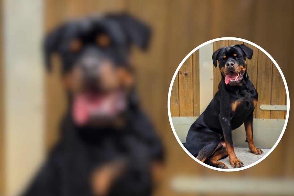 Unter Tränen abgegeben: Junger Rottweiler Cujo sucht nach einem neuen Zuhause