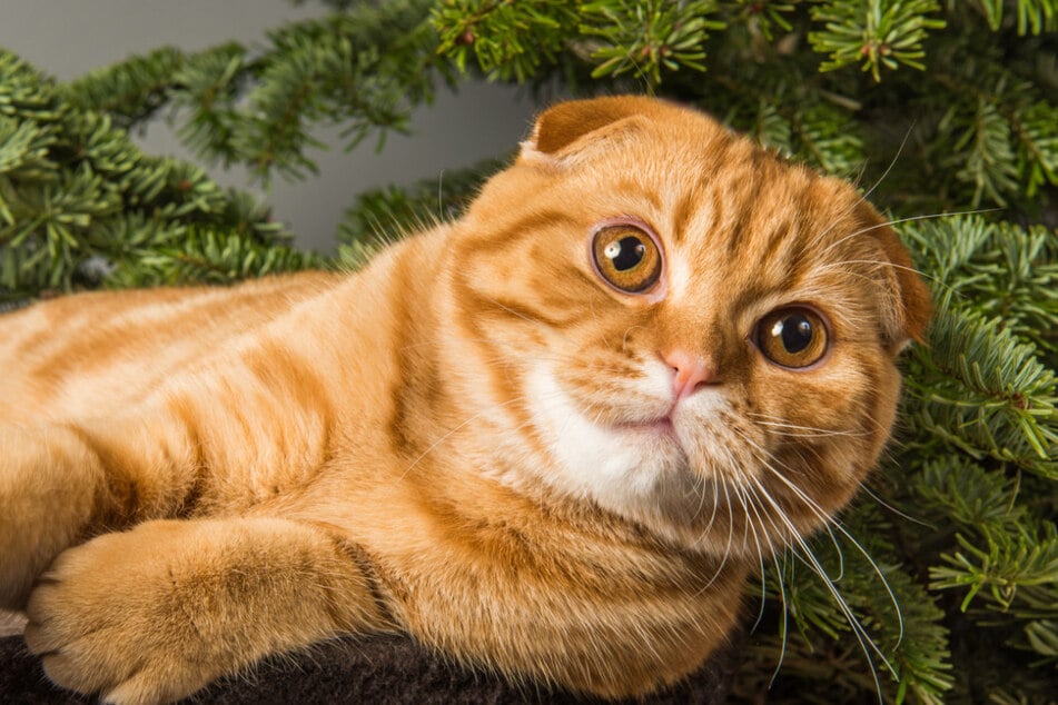 Gefährlicher Weihnachtsbaum: Sind Nadelbäume giftig für Katzen?