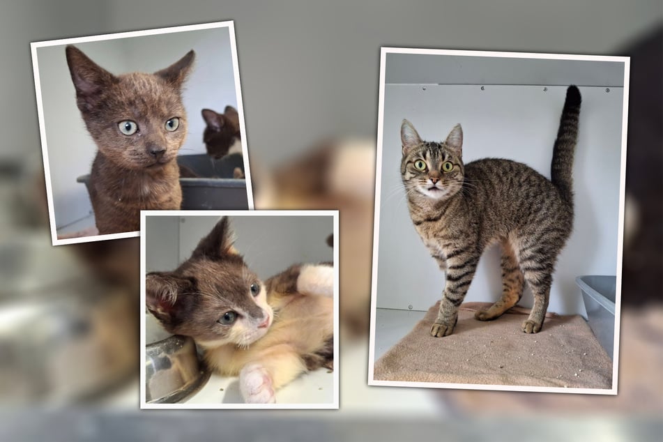 Der Auszug von einigen Bewohnern würde den Tierheimen schon weiterhelfen. Eine vermittlungsbereite Kandidatin ist zum Beispiel Feline (r.).