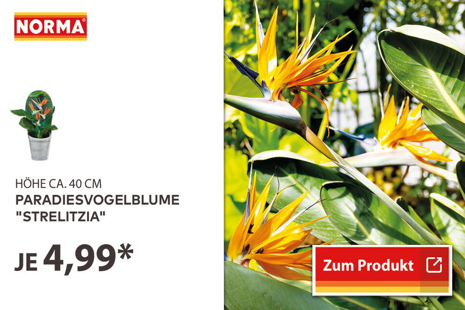 Paradiesvogelblume "Strelitzia" für 4,99 Euro