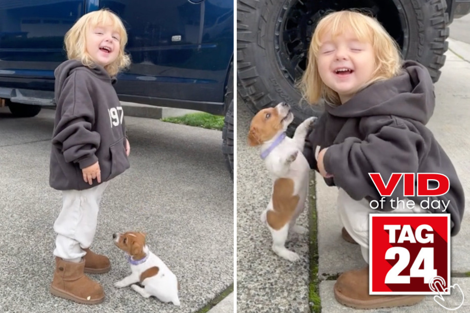 Today's Viral Video of the Day showcases the adorable companionship between a Jack Russell puppy and his human sister!