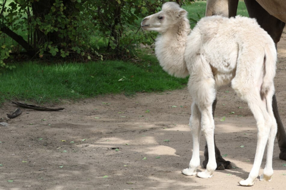 Kölner Zoo freut sich über putzigen Baby-Zuwachs bei den Trampeltieren