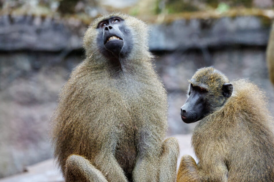 Nürnberger Tiergarten tötet gesunde Paviane und verfüttert sie an Geier und Löwen: Über 100 Strafanzeigen!