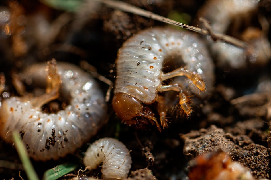 Aus den Eiern der Maikäfer entwickeln sie die Larven, die Engerlinge. Im vergangenen Herbst haben sich diese in Maikäfer verwandelt, die dann bei günstiger Witterung alle gemeinsam aus dem Boden kommen.