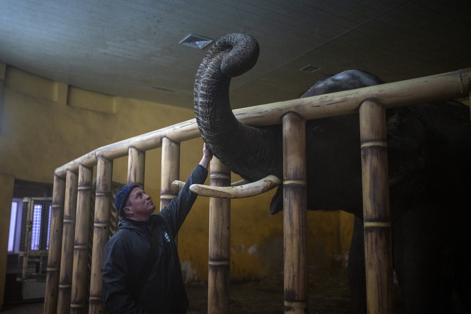 Wegen der russischen Angriffe auf Kiew appelliert ein großer Zoo nahe der ukrainischen Hauptstadt für einen sicheren Korridor zur Unterstützung der Tiere.