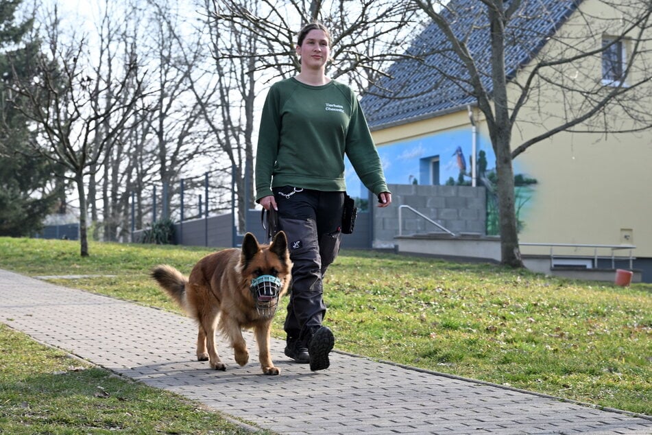 Das Tierheim am Pfarrhübel bekommt auch in den nächsten beiden Jahren eine Finanzspritze aus dem Stadthaushalt. Hier Pflegerin Laura Rößler (25) und Schäferhund-Harzer-Fuchs-Mischling Bruno (3).