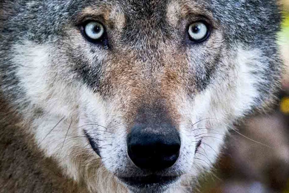 War es ein Wolf? Im Südharz soll ein Isegrim aufgetaucht sein. (Symbolbild)