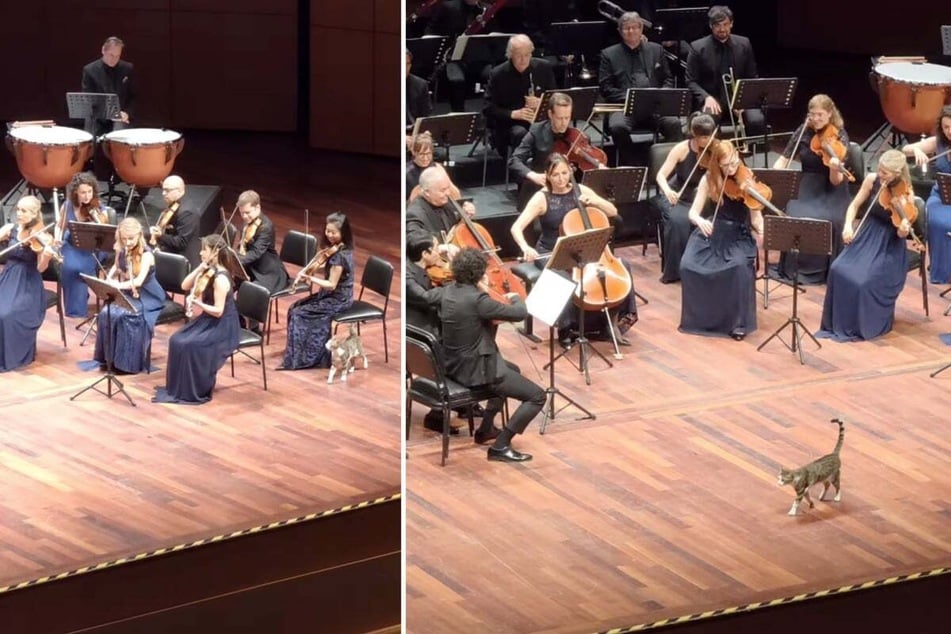 Stray cat's purr-formance steals the show at orchestra concert