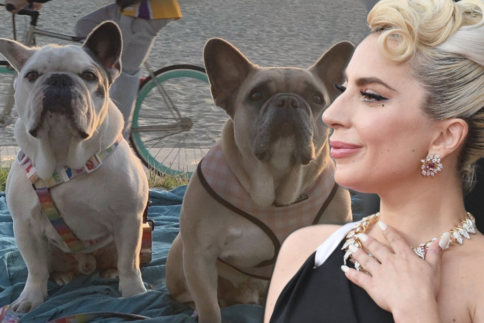 Two of Lady Gaga's French bulldogs – Koji and Gustav – were stolen in an armed robbery in 2021.