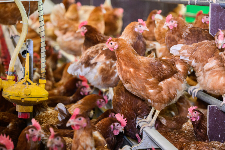 900 Hühner verloren nun wegen einer manipulierten Klimaanlage ihr Leben. (Symbolbild)