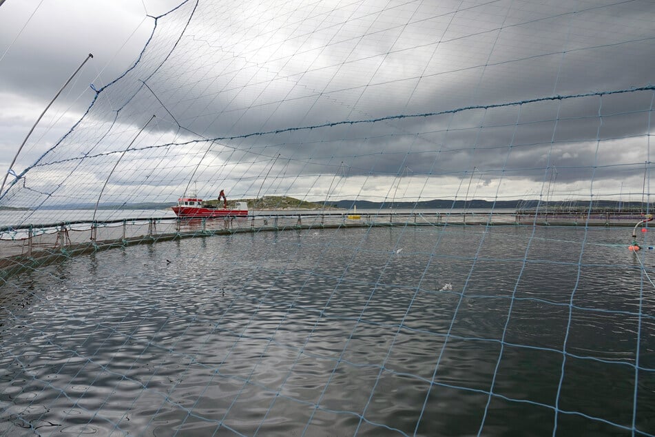 Der Außenring einer solchen Lachsfarm hielt dem Sturm anscheinend nicht stand, was zum Entkommen der 27.000 Fische führte. (Symbolbild)