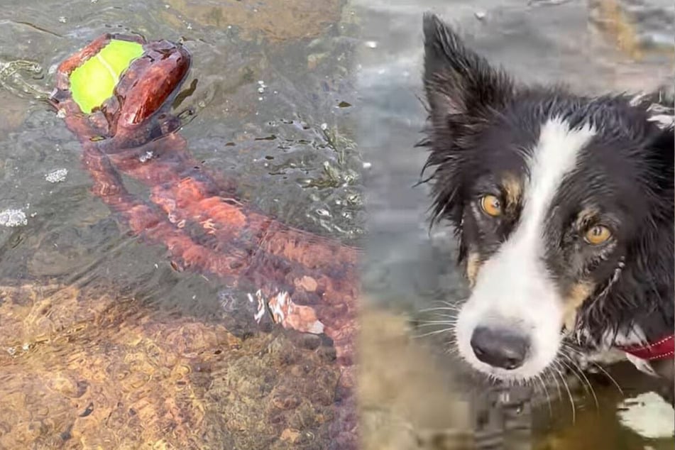 A tentacle of a mysterious sea creature (l.) surfaced to steal Lucy's ball from the water.