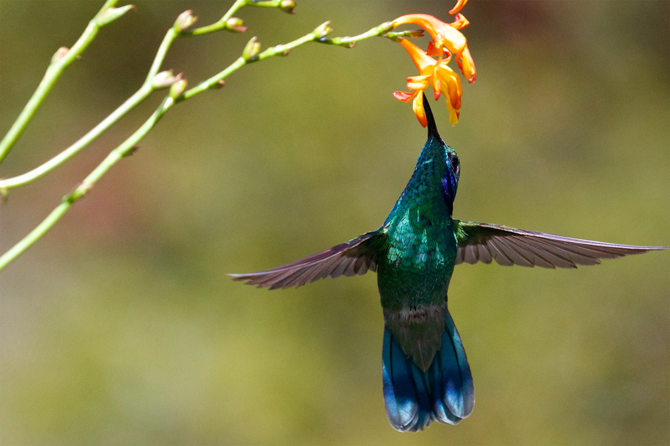 The bee hummingbird is so small that it's compared to a bumblebee.