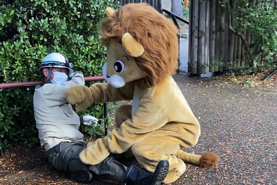 Ein Mitarbeiter des Tennoji Zoos in einem Löwenkostüm übernimmt bei einer Erdbebenübung die Rolle des ausgerissenen Raubtiers.