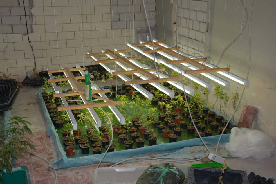Im Wohnhaus verteilt wurden insgesamt 320 Cannabispflanzen, 170 Stecklinge, drei Mutterpflanzen sowie fünf Kilogramm Blüten- und Pflanzenreste sichergestellt.
