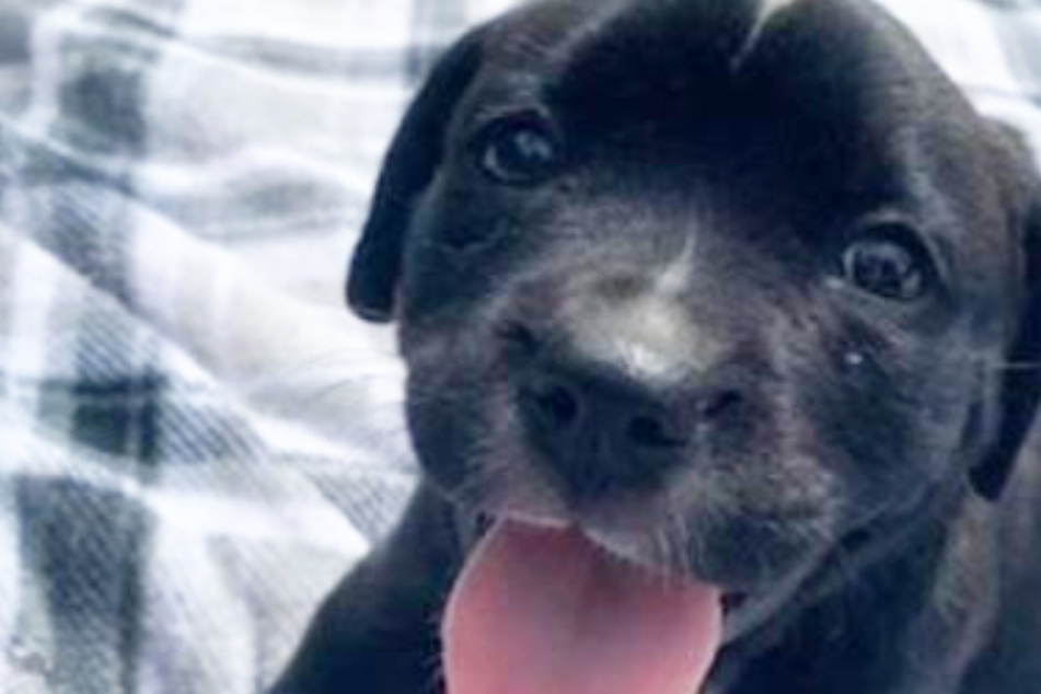 Herz gebrochen: Familie lässt Hund nur 24 Stunden nach Adoption einschläfern