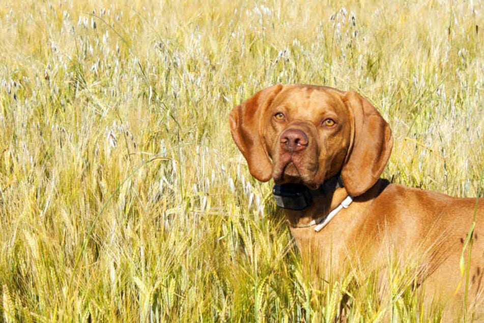 Tierärzte warnen! Darum solltet Ihr Euren Hund nie durch Felder laufen