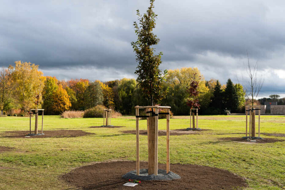 Im Schwanenteichpark erinnern zehn Bäume an die Opfer der Terrorgruppe NSU.