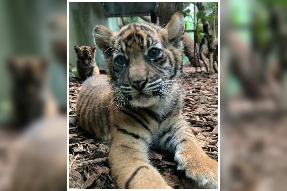 Ab Samstag können die beiden kleinen Tiger im Zoo Frankfurt besucht werden.