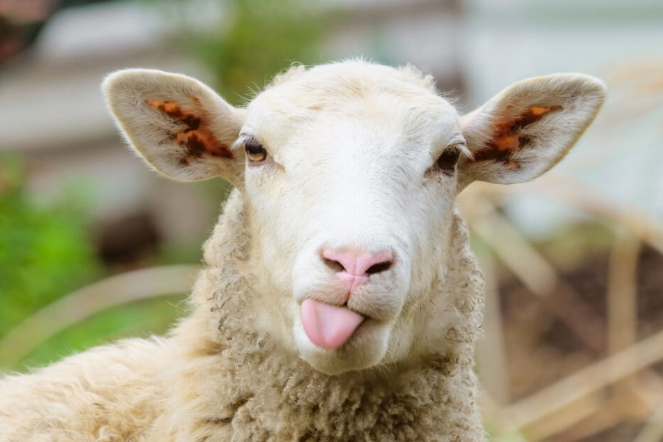 Flauschig, süß und anscheinend sogar in der Großstadt nützlich: Schafe! (Symbolbild)