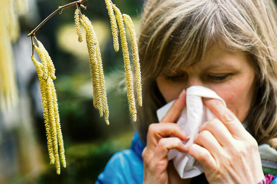 Die Haselpollen sind bereits seit Mitte Februar unterwegs, und lassen die Nasen der Allergiker laufen.