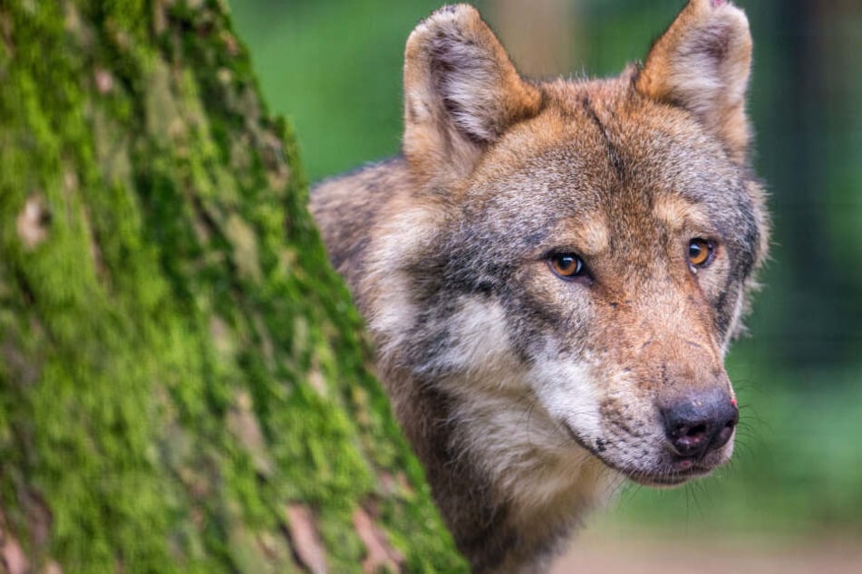 Ein Wolf an einem Baum (Symbolbild).