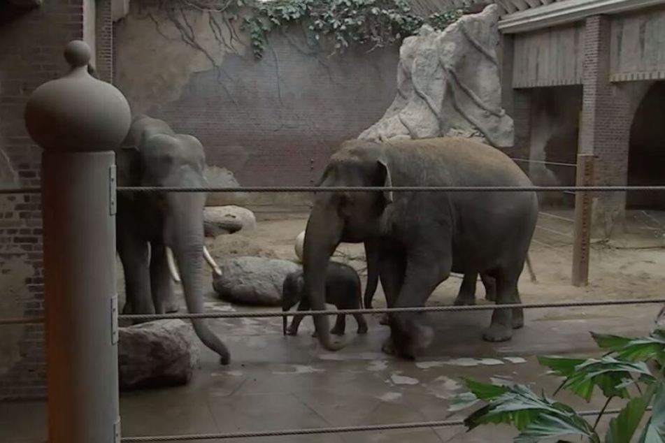 Hier begegnet Leipzigs Babyfant erstmals seinem Papa "Voi Nam" (links).