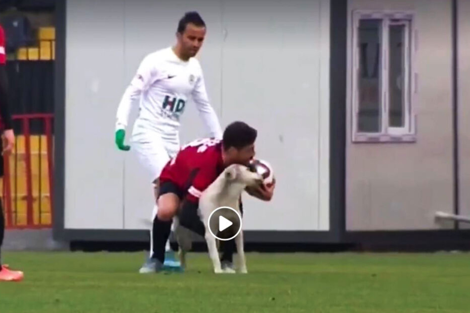 Karagümrük-Kapitän Zeki Yildirim griff sich den Hund, der sich problemlos vom Feld tragen ließ.