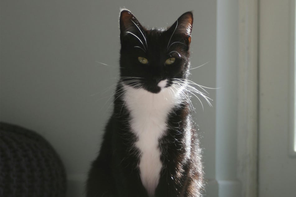 Cutest tuxedo cat breeds: Top 10