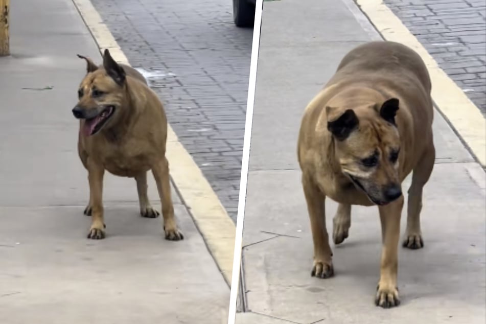 "Der dicke Hund von Texcoco" lebt eigentlich auf den Straßen der Stadt, dennoch lassen Ladenbesitzer die Fellnase bei schlechtem Wetter immer wieder in einem Vorraum oder Zelt schlafen und wenn es kalt wird, bekommt er sogar einen Pullover.