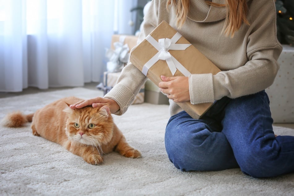 Du suchst Geschenke für Katzenbesitzer? TAG24 kann helfen.