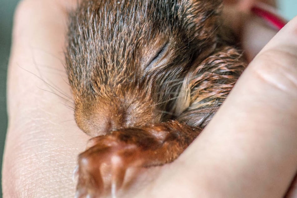 Gefundene Eichhörnchen-Babys gehören in jedem Fall in die Obhut von Experten.