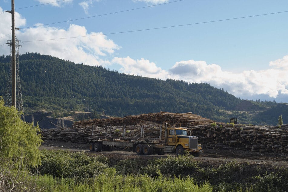 The Trump administration announced that it will end the 2001 Roadless Rule, paving the way for greater deforestation across much of the US.