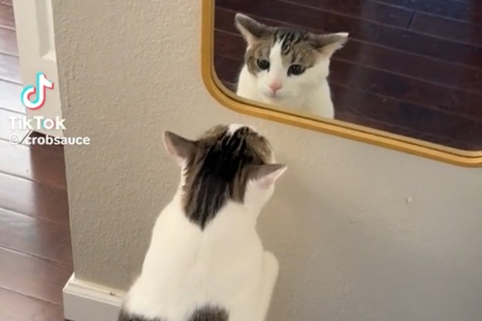 Butters the cat only recently started to notice his own reflection.