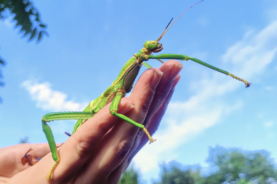 Gruselig oder faszinierend? Ob und wie man sich den Insekten nähern möchte, kann am Wochenende jeder selbst entscheiden.