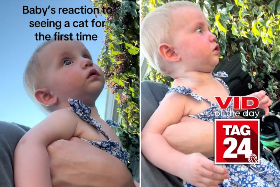viral videos: Viral Video of the Day for September 14, 2025: Baby has intense reaction to seeing a cat for first time