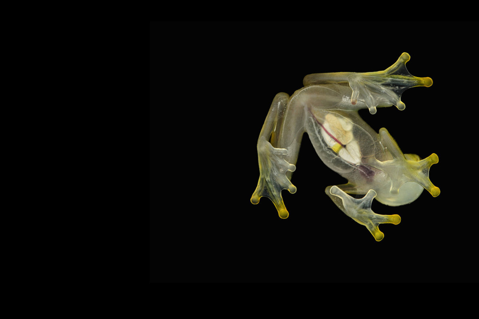 Secret behind glassfrog's ability to turn itself transparent revealed