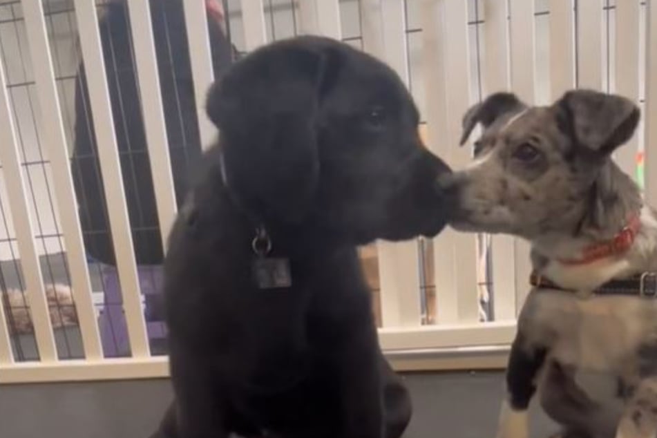 Dog training accident leads to the cutest TikTok ever of two pups kissing!