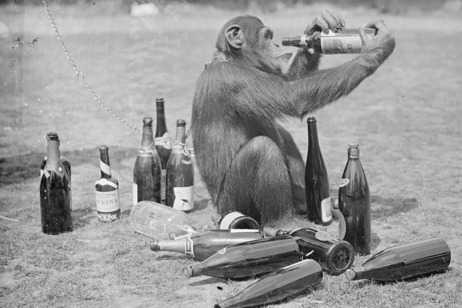 Chimpanzees ingest about half an ounce of alcohol per day as they eat fermenting fruit, which could explain why humans are attracted to alcohol.