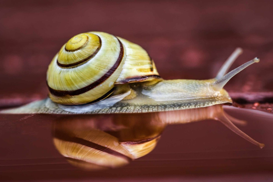 20 Schnecken kriechen in Oldenburg um die Wette. (Symbolbild)