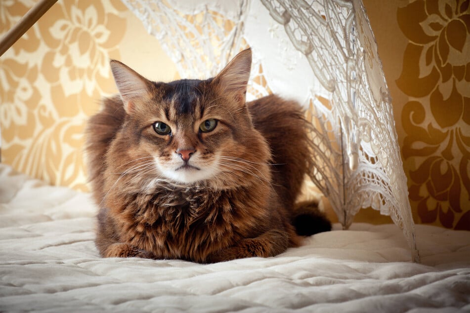 Somali cats often get very large when they're fully-grown.