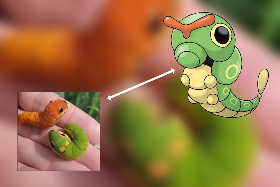 Diese Tierchen sehen dem Pokémon Raupy zum Verwechseln ähnlich.