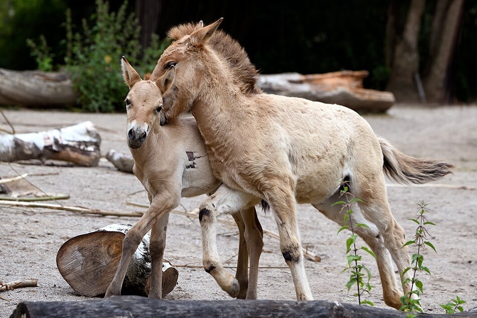 Przewalskipferde stehen auf der Roten Liste der Weltnaturschutzunion, waren 1969 sogar ausgestorben.